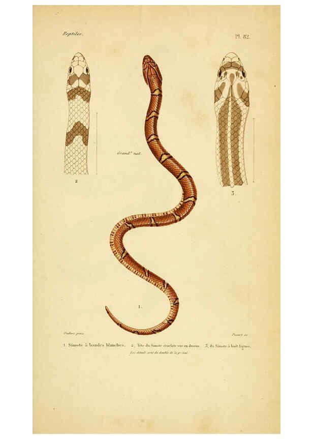 Reproducción/Reproduction 5981864149: Erpétologie générale, ou, Histoire naturelle complète des reptiles Paris :Roret,1834-1854