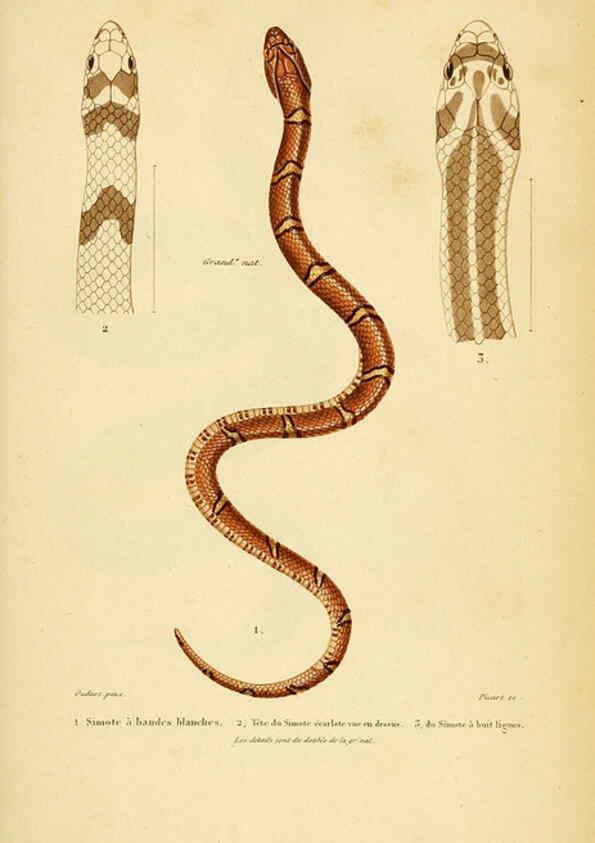 Reproducción/Reproduction 5981864149: Erpétologie générale, ou, Histoire naturelle complète des reptiles Paris :Roret,1834-1854