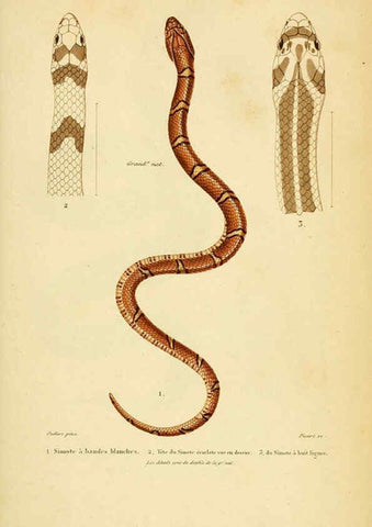 Reproducción/Reproduction 5981864149: Erpétologie générale, ou, Histoire naturelle complète des reptiles Paris :Roret,1834-1854