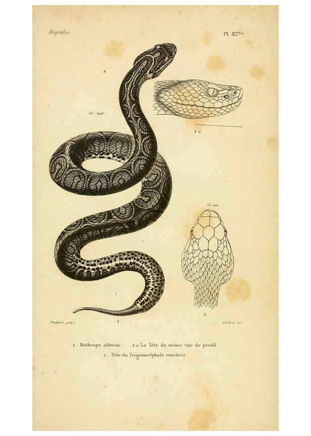 Reproducción/Reproduction 5981864567: Erpétologie générale, ou, Histoire naturelle complète des reptiles Paris :Roret,1834-1854