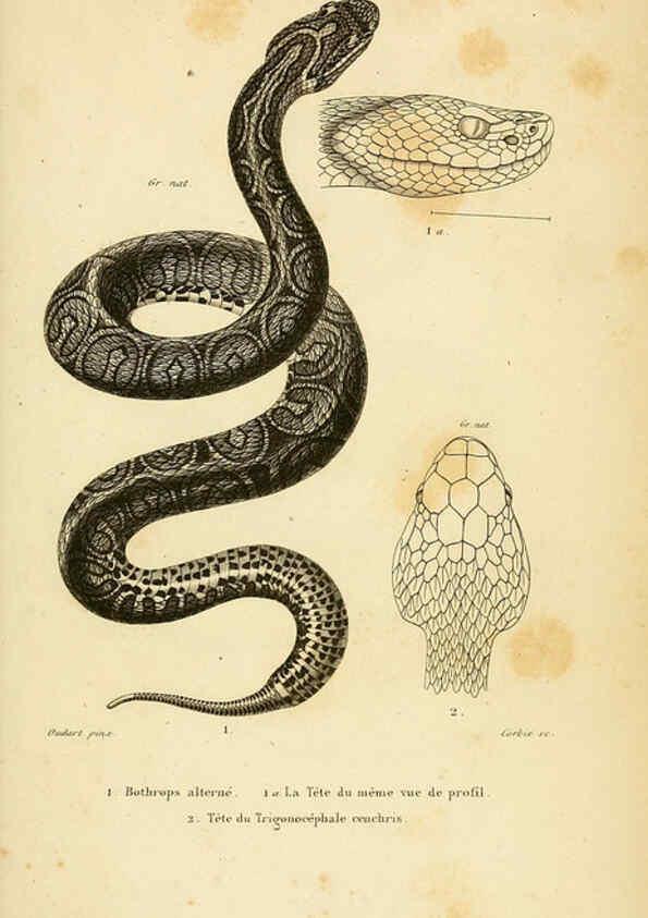 Reproducción/Reproduction 5981864567: Erpétologie générale, ou, Histoire naturelle complète des reptiles Paris :Roret,1834-1854