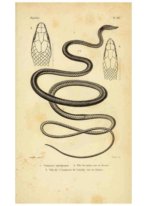 Reproducción/Reproduction 5982425810: Erpétologie générale, ou, Histoire naturelle complète des reptiles Paris :Roret,1834-1854