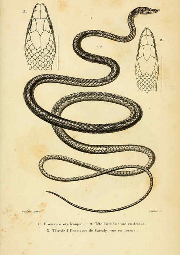 Reproducción/Reproduction 5982425810: Erpétologie générale, ou, Histoire naturelle complète des reptiles Paris :Roret,1834-1854