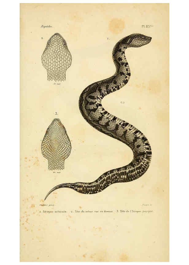 Reproducción/Reproduction 5982426154: Erpétologie générale, ou, Histoire naturelle complète des reptiles Paris :Roret,1834-1854