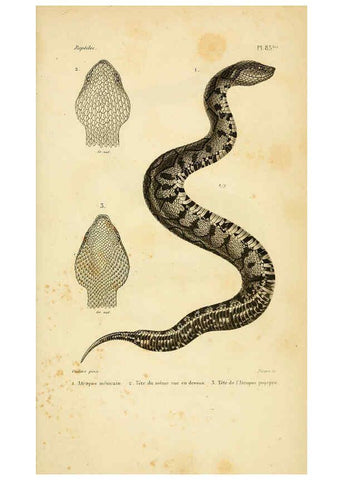 Reproducción/Reproduction 5982426154: Erpétologie générale, ou, Histoire naturelle complète des reptiles Paris :Roret,1834-1854