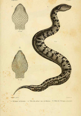 Reproducción/Reproduction 5982426154: Erpétologie générale, ou, Histoire naturelle complète des reptiles Paris :Roret,1834-1854