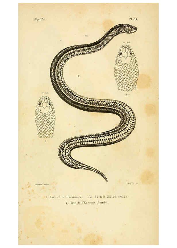 Reproducción/Reproduction 5982426418: Erpétologie générale, ou, Histoire naturelle complète des reptiles Paris :Roret,1834-1854