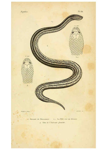 Reproducción/Reproduction 5982426418: Erpétologie générale, ou, Histoire naturelle complète des reptiles Paris :Roret,1834-1854