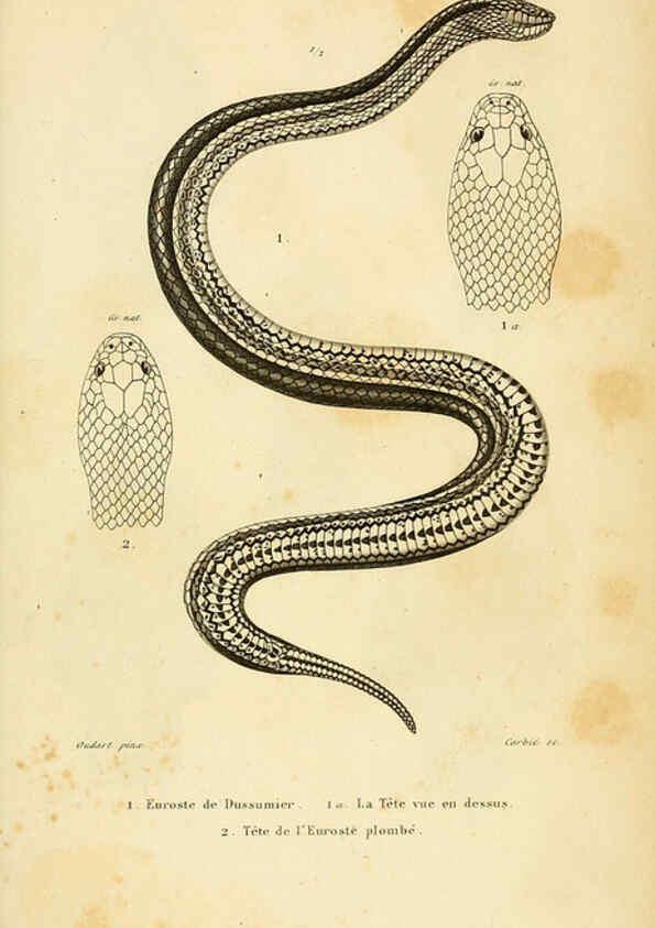 Reproducción/Reproduction 5982426418: Erpétologie générale, ou, Histoire naturelle complète des reptiles Paris :Roret,1834-1854