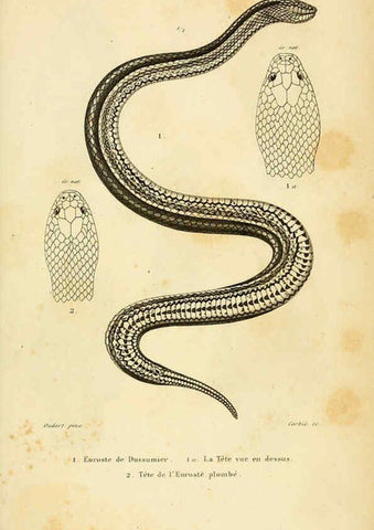 Reproducción/Reproduction 5982426418: Erpétologie générale, ou, Histoire naturelle complète des reptiles Paris :Roret,1834-1854