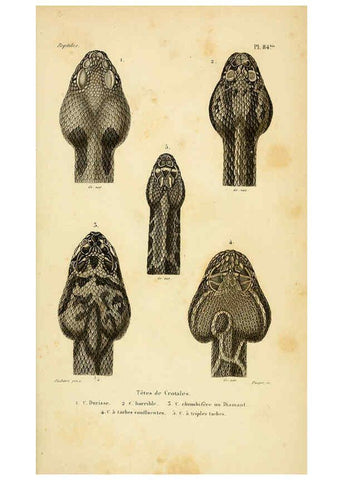 Reproducción/Reproduction 5981865691: Erpétologie générale, ou, Histoire naturelle complète des reptiles Paris :Roret,1834-1854