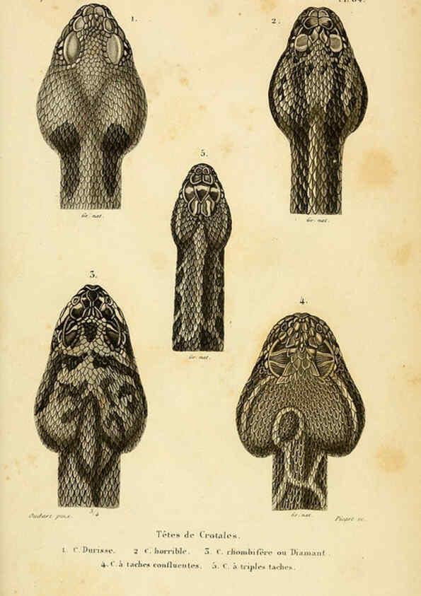 Reproducción/Reproduction 5981865691: Erpétologie générale, ou, Histoire naturelle complète des reptiles Paris :Roret,1834-1854