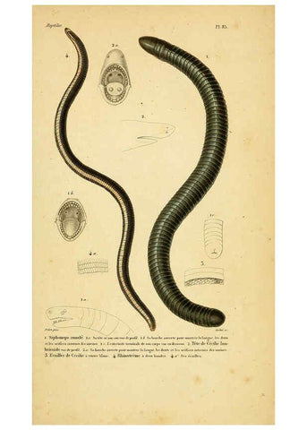 Reproducción/Reproduction 5981872871: Erpétologie générale, ou, Histoire naturelle complète des reptiles Paris :Roret,1834-1854