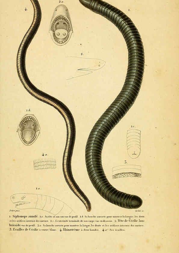 Reproducción/Reproduction 5981872871: Erpétologie générale, ou, Histoire naturelle complète des reptiles Paris :Roret,1834-1854