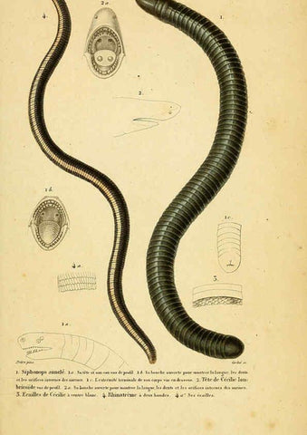 Reproducción/Reproduction 5981872871: Erpétologie générale, ou, Histoire naturelle complète des reptiles Paris :Roret,1834-1854