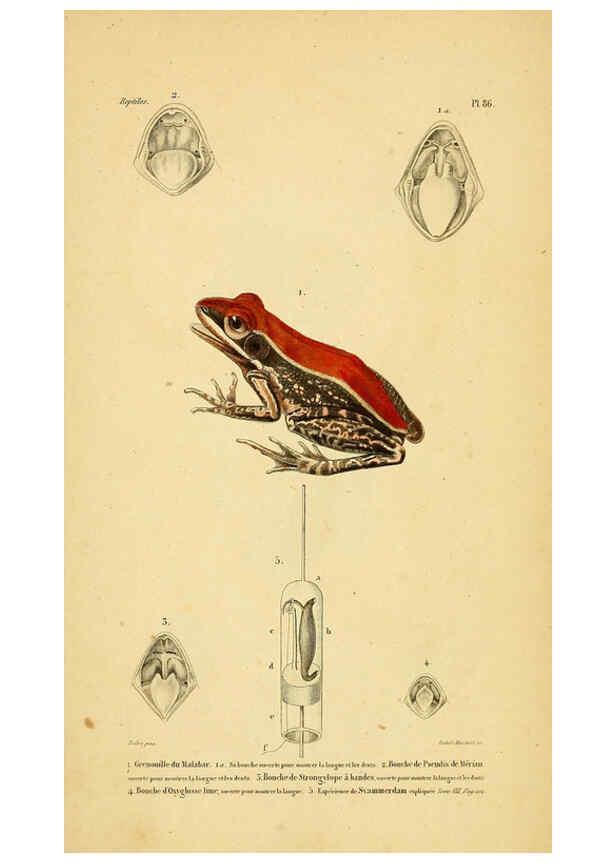 Reproducción/Reproduction 5981873213: Erpétologie générale, ou, Histoire naturelle complète des reptiles Paris :Roret,1834-1854