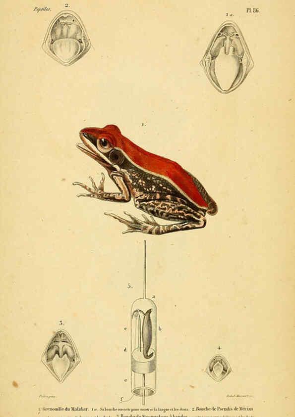 Reproducción/Reproduction 5981873213: Erpétologie générale, ou, Histoire naturelle complète des reptiles Paris :Roret,1834-1854