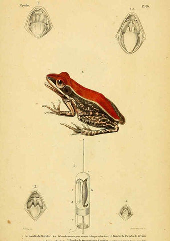 Reproducción/Reproduction 5981873213: Erpétologie générale, ou, Histoire naturelle complète des reptiles Paris :Roret,1834-1854