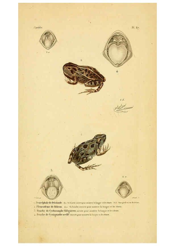 Reproducción/Reproduction 5981873489: Erpétologie générale, ou, Histoire naturelle complète des reptiles Paris :Roret,1834-1854