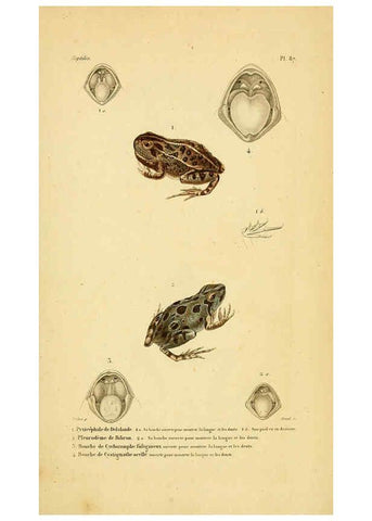 Reproducción/Reproduction 5981873489: Erpétologie générale, ou, Histoire naturelle complète des reptiles Paris :Roret,1834-1854