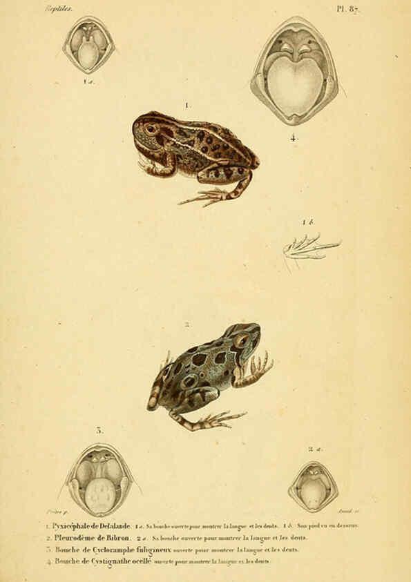 Reproducción/Reproduction 5981873489: Erpétologie générale, ou, Histoire naturelle complète des reptiles Paris :Roret,1834-1854