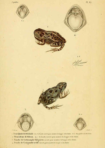 Reproducción/Reproduction 5981873489: Erpétologie générale, ou, Histoire naturelle complète des reptiles Paris :Roret,1834-1854
