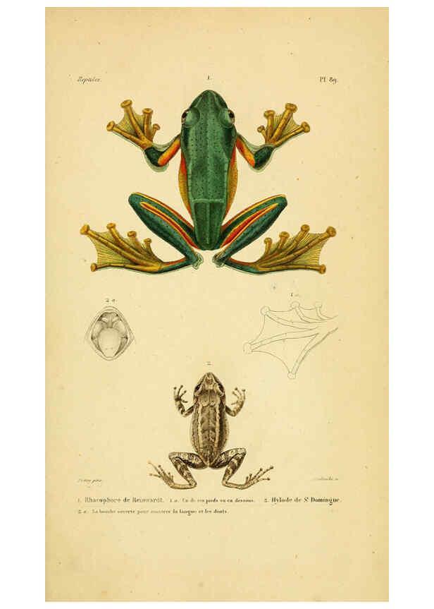 Reproducción/Reproduction 5982435134: Erpétologie générale, ou, Histoire naturelle complète des reptiles Paris :Roret,1834-1854