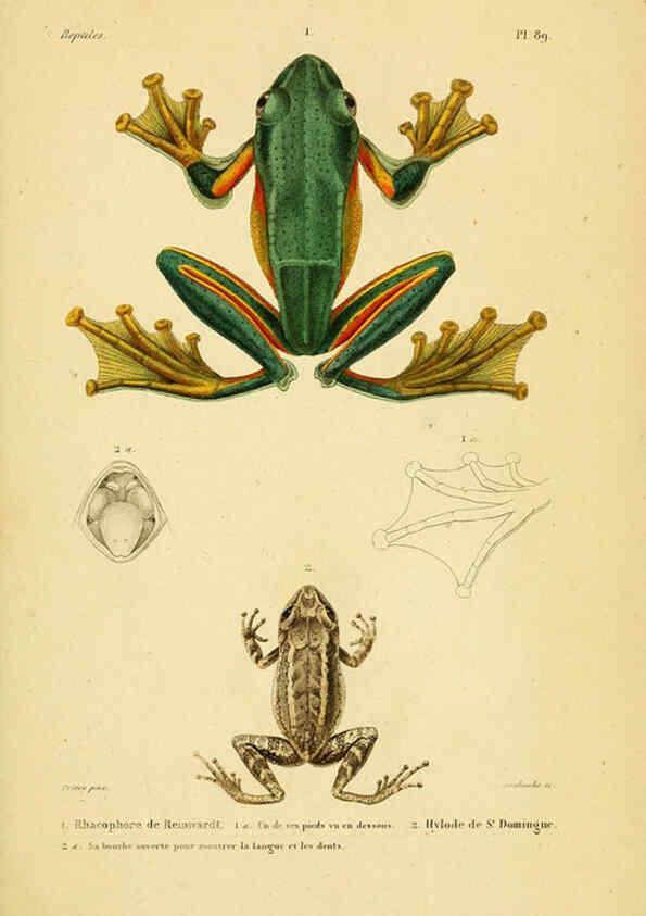 Reproducción/Reproduction 5982435134: Erpétologie générale, ou, Histoire naturelle complète des reptiles Paris :Roret,1834-1854