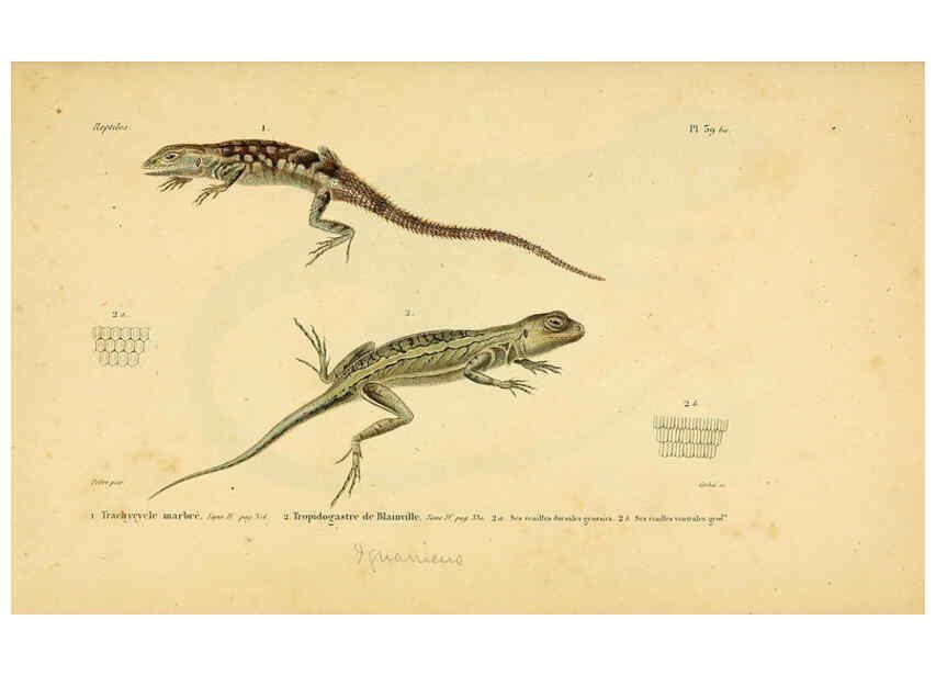 Reproducción/Reproduction 5982405918: Erpétologie générale, ou, Histoire naturelle complète des reptiles Paris :Roret,1834-1854