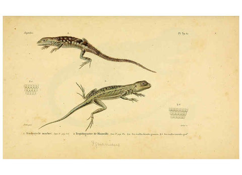 Reproducción/Reproduction 5982405918: Erpétologie générale, ou, Histoire naturelle complète des reptiles Paris :Roret,1834-1854