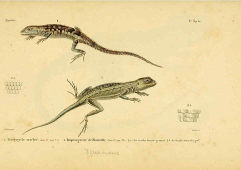 Reproducción/Reproduction 5982405918: Erpétologie générale, ou, Histoire naturelle complète des reptiles Paris :Roret,1834-1854