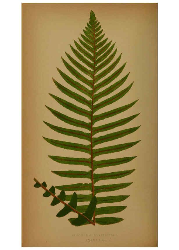 Reproducción/Reproduction 5985434208: Ferns: British and exotic V.4 London,Groombridge and Sons,1856-60