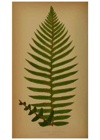 Reproducción/Reproduction 5985434208: Ferns: British and exotic V.4 London,Groombridge and Sons,1856-60