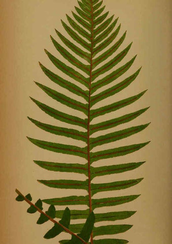 Reproducción/Reproduction 5985434208: Ferns: British and exotic V.4 London,Groombridge and Sons,1856-60