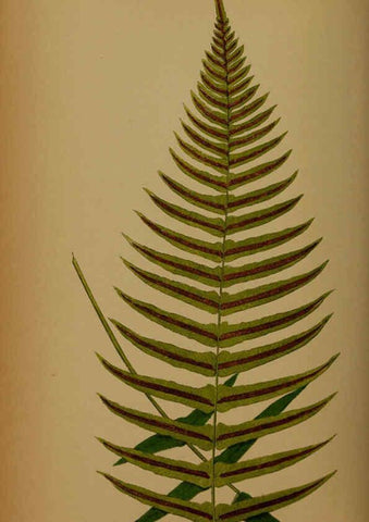 Reproducción/Reproduction 5985434382: Ferns: British and exotic V.4 London,Groombridge and Sons,1856-60