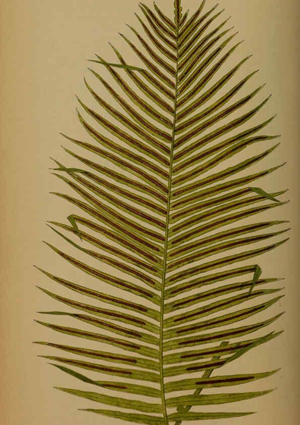 Reproducción/Reproduction 5984871989: Ferns: British and exotic V.4 London,Groombridge and Sons,1856-60