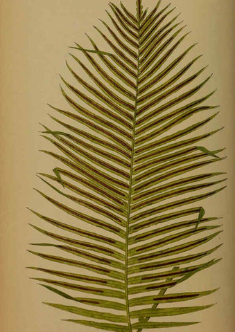 Reproducción/Reproduction 5984871989: Ferns: British and exotic V.4 London,Groombridge and Sons,1856-60