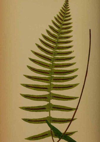 Reproducción/Reproduction 5984872229: Ferns: British and exotic V.4 London,Groombridge and Sons,1856-60
