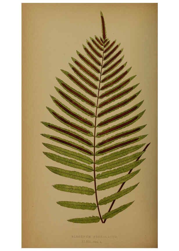 Reproducción/Reproduction 5985435364: Ferns: British and exotic V.4 London,Groombridge and Sons,1856-60