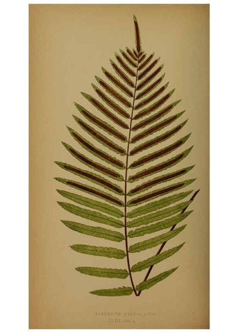 Reproducción/Reproduction 5985435364: Ferns: British and exotic V.4 London,Groombridge and Sons,1856-60