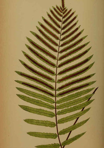 Reproducción/Reproduction 5985435364: Ferns: British and exotic V.4 London,Groombridge and Sons,1856-60