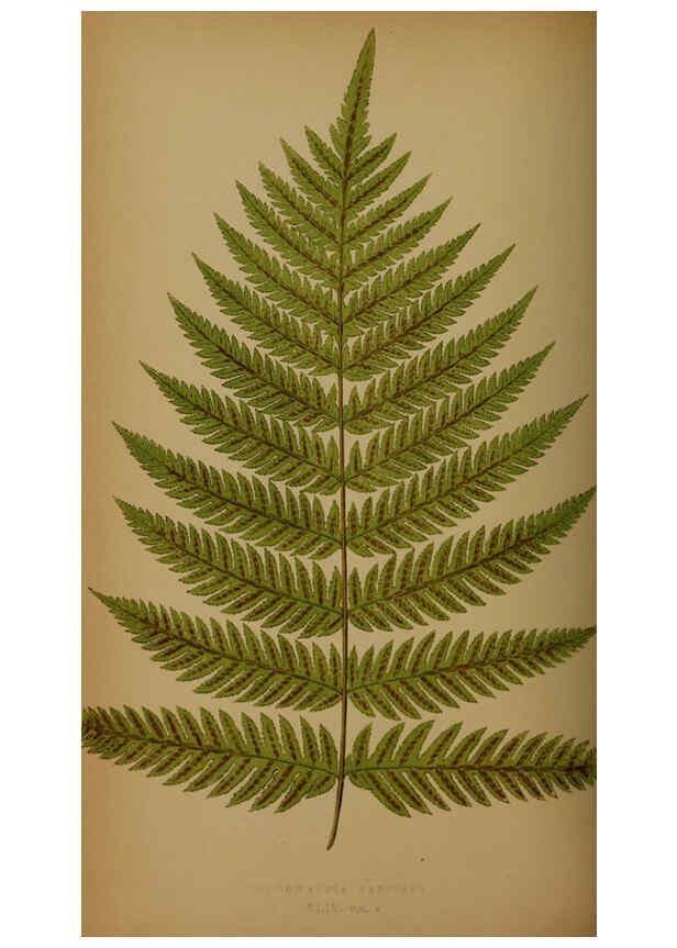 Reproducción/Reproduction 5985435552: Ferns: British and exotic V.4 London,Groombridge and Sons,1856-60