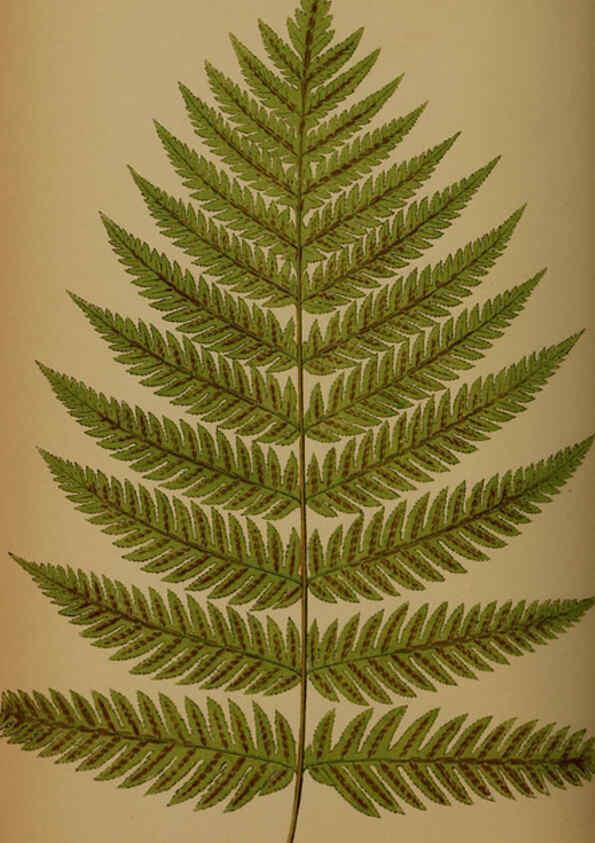 Reproducción/Reproduction 5985435552: Ferns: British and exotic V.4 London,Groombridge and Sons,1856-60