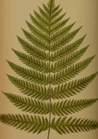 Reproducción/Reproduction 5985435552: Ferns: British and exotic V.4 London,Groombridge and Sons,1856-60