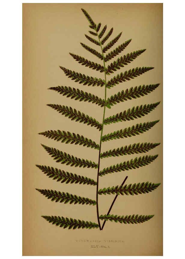Reproducción/Reproduction 5984873219: Ferns: British and exotic V.4 London,Groombridge and Sons,1856-60
