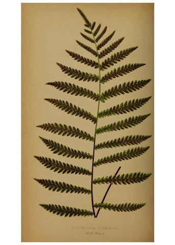 Reproducción/Reproduction 5984873219: Ferns: British and exotic V.4 London,Groombridge and Sons,1856-60
