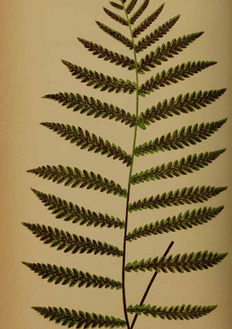Reproducción/Reproduction 5984873219: Ferns: British and exotic V.4 London,Groombridge and Sons,1856-60
