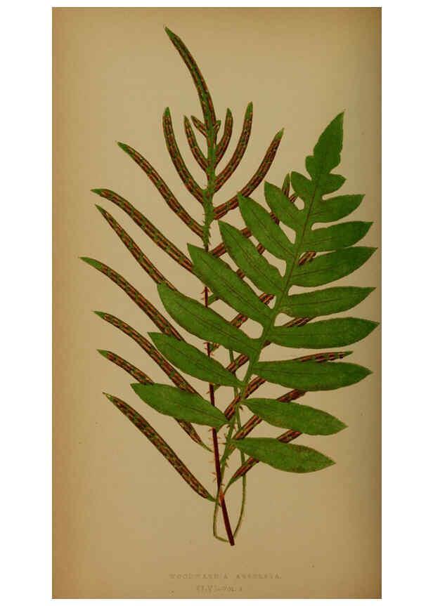 Reproducción/Reproduction 5985436070: Ferns: British and exotic V.4 London,Groombridge and Sons,1856-60