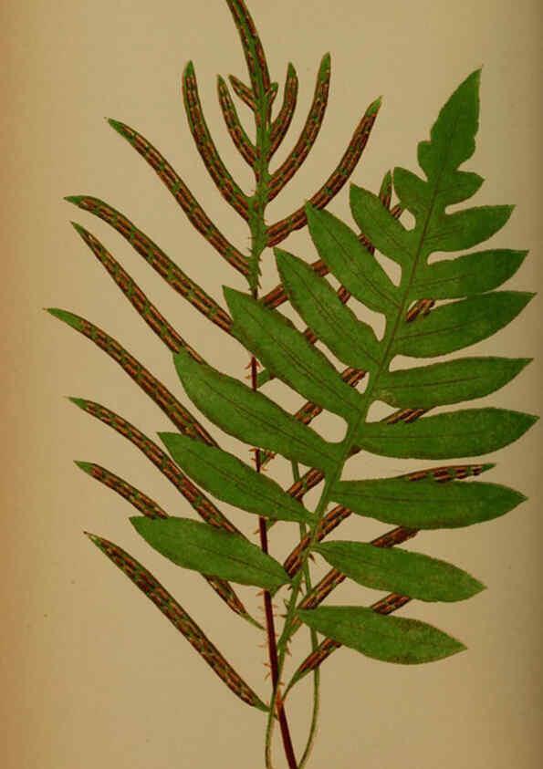 Reproducción/Reproduction 5985436070: Ferns: British and exotic V.4 London,Groombridge and Sons,1856-60