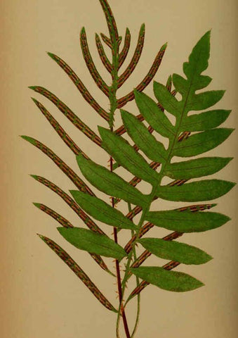 Reproducción/Reproduction 5985436070: Ferns: British and exotic V.4 London,Groombridge and Sons,1856-60